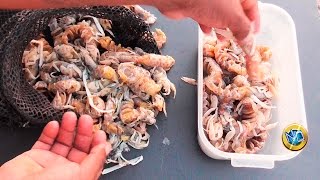 Cómo conservar los NAPES | Cebo de PESCA ✔