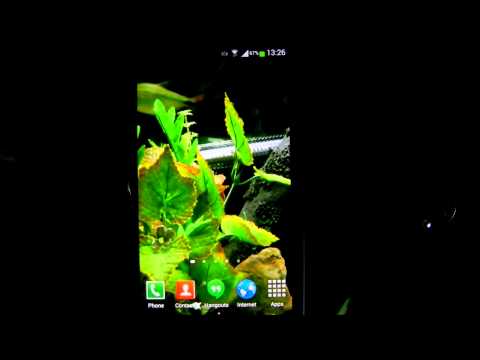 Fish Live Wallpaper HD 2 Video