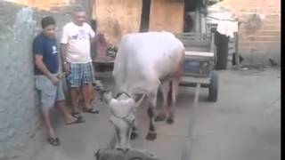 EL QUE POR SU GUSTO ES BUEY