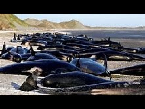 RAW 145+ Pilot Whales Dead After Mass Stranding On New Zealand Beach 11/26/18 Video