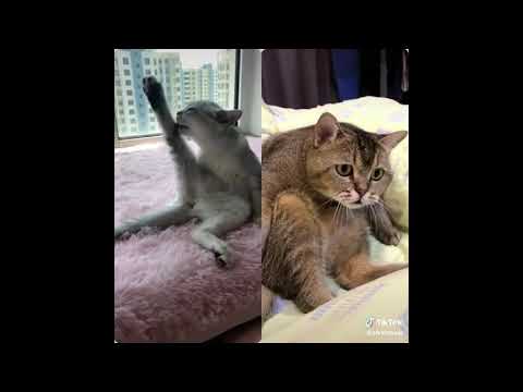 Tango DJ TheMan - Edgardo Donato - c. Horacio Lagos - Gato 1937 - Tango