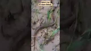 Download lagu #viral Rejeki Nomplok Dapat Belut Babon mp3