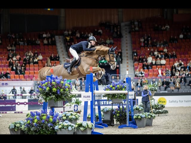 Half-brother of the foal Captin Blue is the Holsteiner Approved Stallion and CSI 1.55m jumping stallion Asterix du Couleur with rider Douglas Lindelöw.