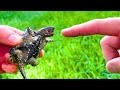 Finger Test Baby Snapping Turtle Bite