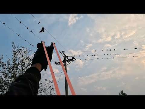 Slingshot Hunting Compilation | Mynah, Starling, Moorhen & Doves | Day & Dusk Shots
