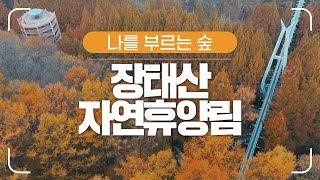 [#나를부르는숲] 황금빛으로 눈부신 대전 장태산자연휴양림