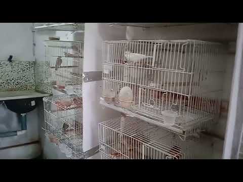 Criação de pássaros domésticos em Simplício mendes no Piauí 