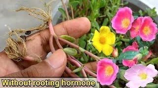 Easiest way to grow Purslane from cutting ( Portulaca Oleracia )
