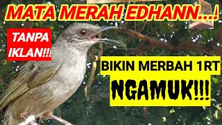 Download lagu SPECIAL EDITION! suara merbah mata merah yang BIKIN tegang burung merbah |SUPER! mp3