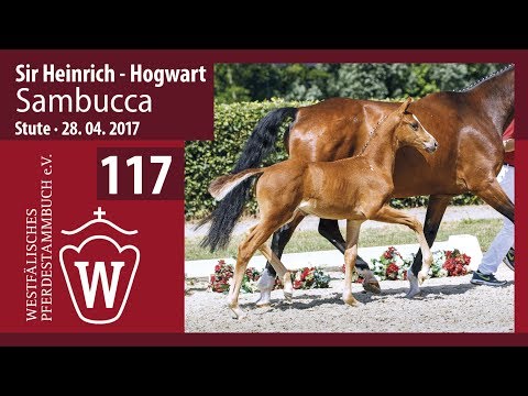 117 Sambucca  Stute v. Sir Heinrich - Hogwart