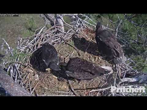 SWFL 02-24-18 E11 nips at M's tail feathers; does it work?