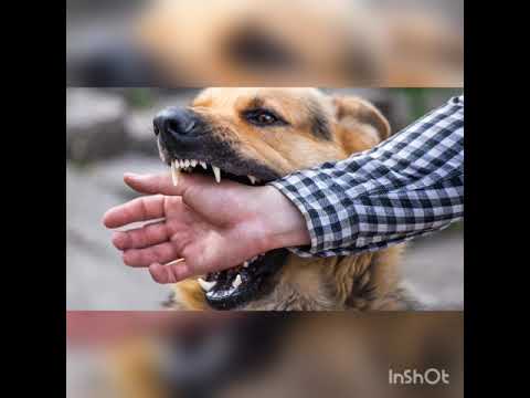 MAWGA DAWG  BY ALgaddis