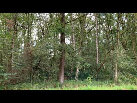 Schilde - 's Gravenwezel, Zangerhey 5