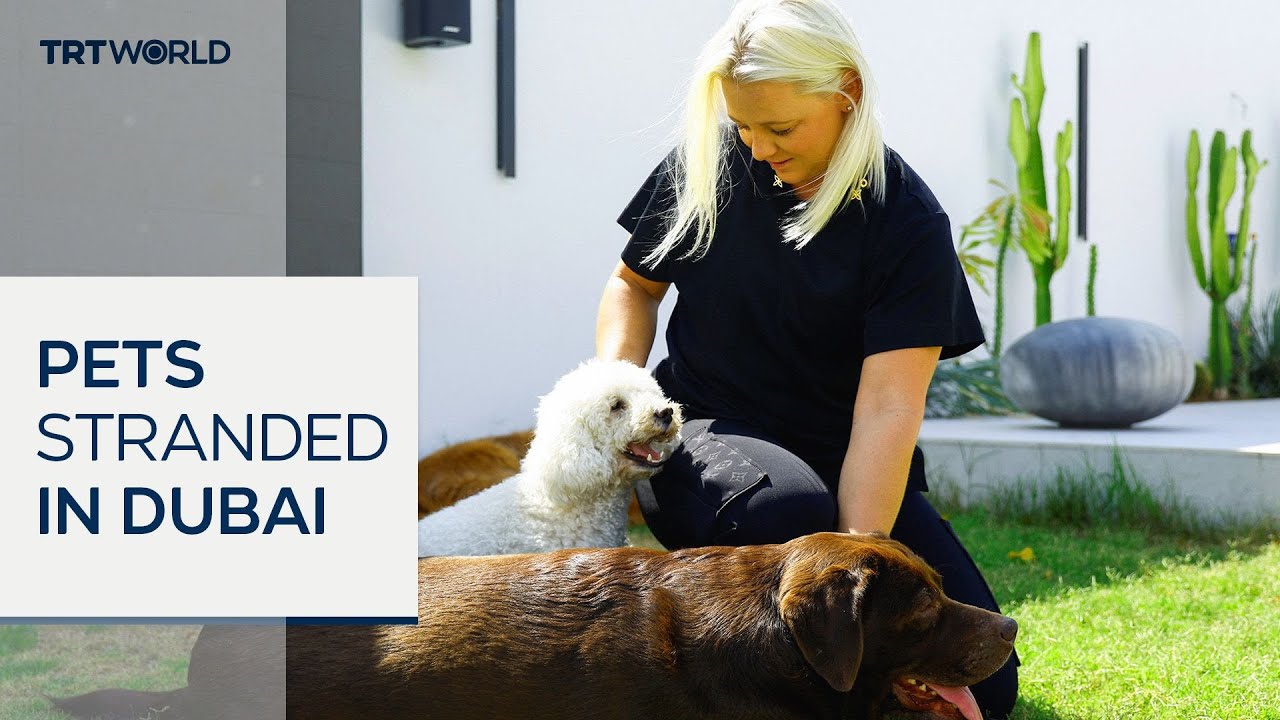 Thousands of pets abandoned in UAE as war drives residents to flee