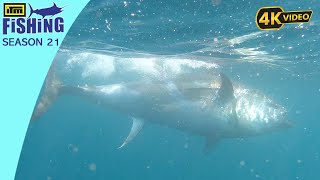 Big Kingfish And Huge Tuna By The Rocks
