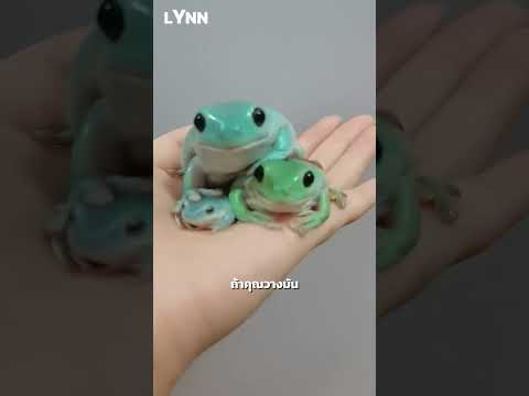 จิ้มพุงเล่นๆ…ระวังโดนงับนิ้วกลับนะ😭🐸#กบต้นไม้ไวท์ #WhitesTreeFrog #กบน่ารัก #สัตว์โลกน่ารัก #shorts