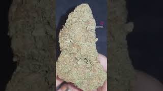 Chocolate Haze 🍩 #jungledream