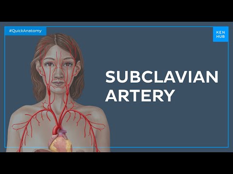 Anatomie & Behandlungswissen Videos – Interaktives Nachschlagewerk für Physio, Massage, Therapie 53 Subclavian artery - Quick Anatomy | Kenhub