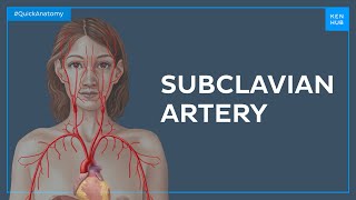 Subclavian artery - Quick Anatomy | Kenhub