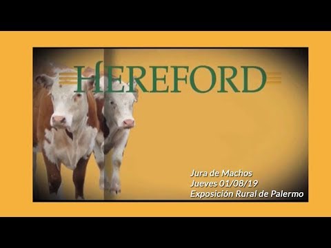 01-08-19 - Jura de Machos P. Hereford (01) - Palermo 2019