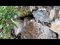 Chipmunk Morning Routine Chipmunk
