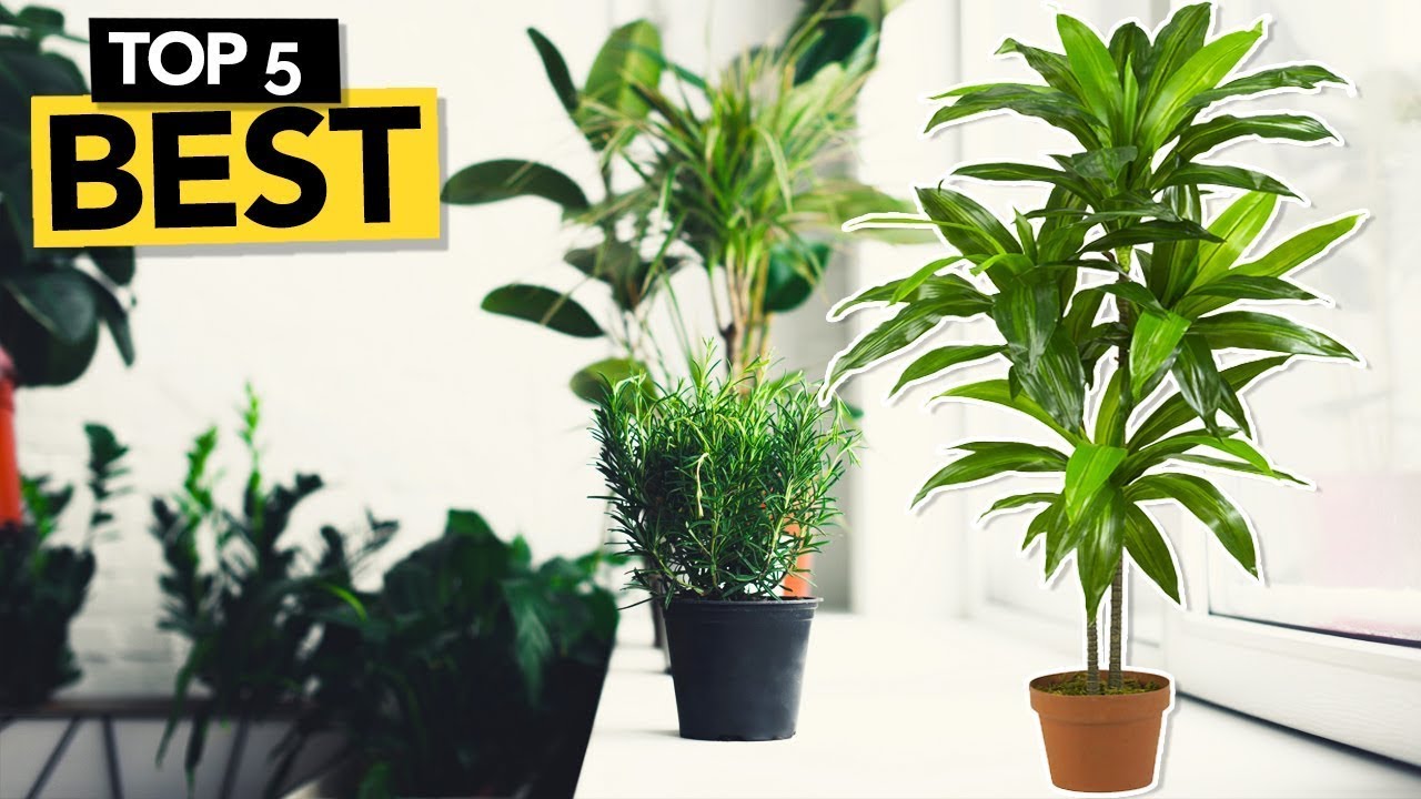 ✅ TOP 5 Best Artificial Plants [ Buyer's Guide ]