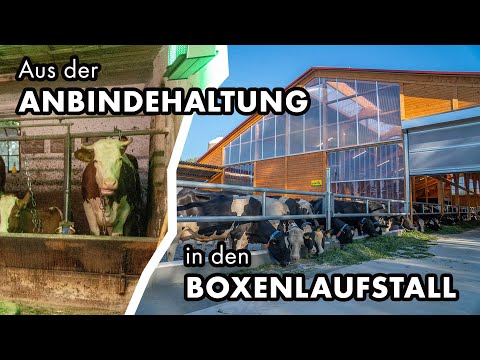 , title : 'Aus der Anbindehaltung in den neuen Boxenlaufstall | Die Kühe der Familie Freudenstein ziehen um'