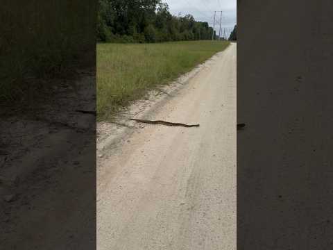 EASTERN DIAMONDBACK RATTLESNAKE !!!