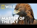 The Majesty Of The Golden Eagle Wild Europe National Geographic WILD UK