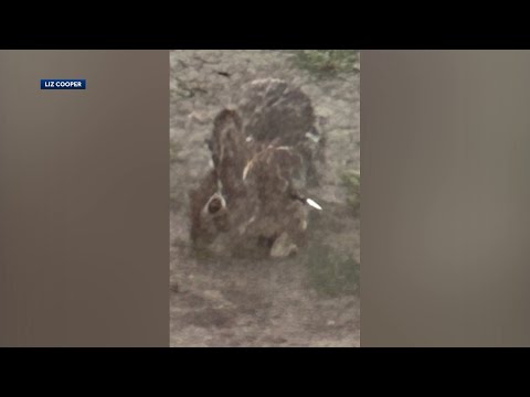 Multiple rabbits found shot with arrows in Mass. town