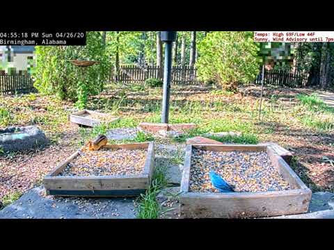 Indigo Bunting Social Distances From Chipmunk at Alabama Ground Cam BWHQ