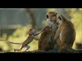 Monkey Kingdom Trailer