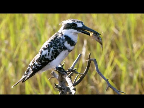 Kingfisher's Epic Dive to Catch Prey | Seasonal Wonderlands | BBC Earth
