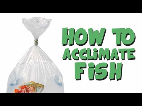 HOW TO: Add New Fish to an Aquarium