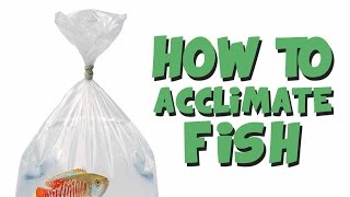 HOW TO: Add New Fish to an Aquarium