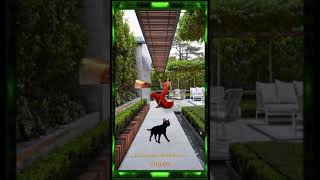 Roberto Carlos &quot;Negro Gato&quot;