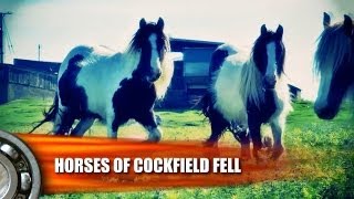 preview picture of video 'Vanner & Cob Horses of Cockfield Fell'