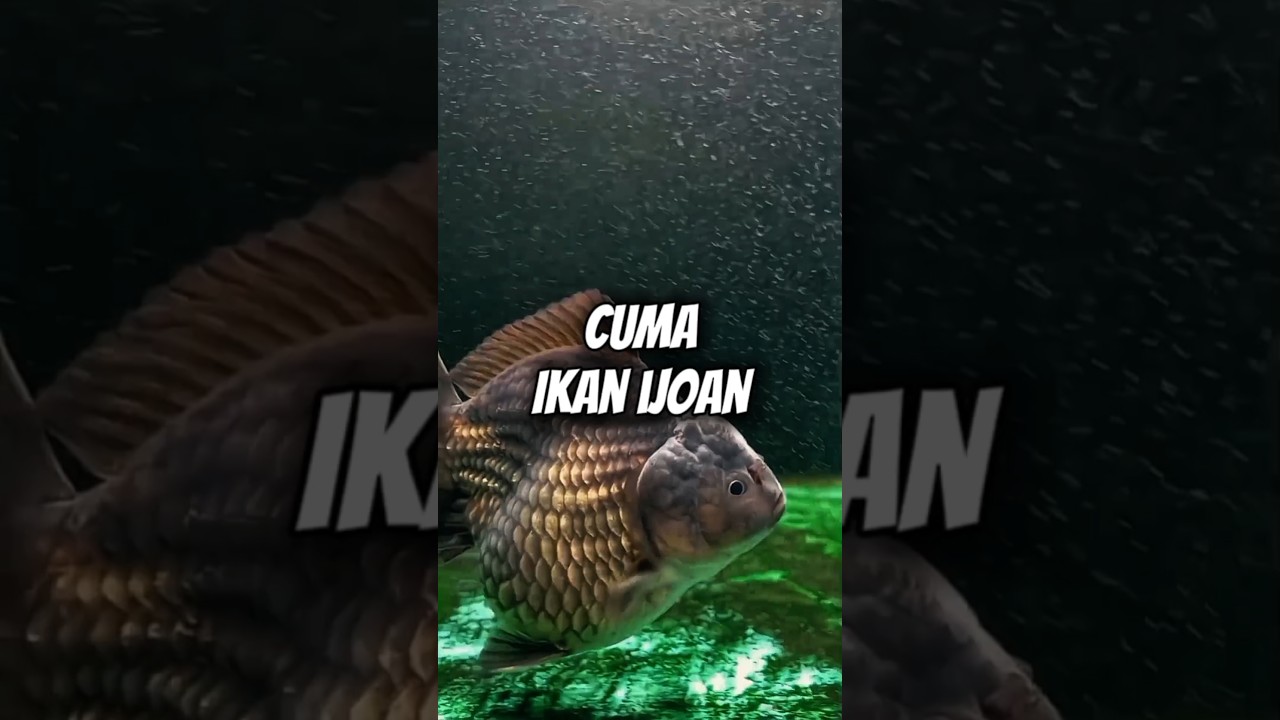 Masih Belum Mutasi Warna