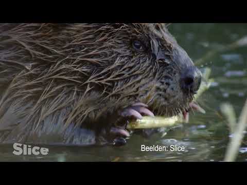 Omroep Land van Cuijk Streeknieuws 5 maart 2023