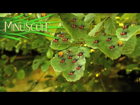 Minuscule – Compilation #1