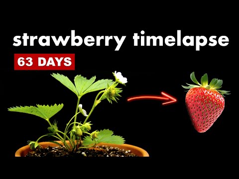 STRAWBERRY Timelapse 🍓 63 Days Of Growth and Harvest