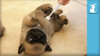 Pug Puppies Get Belly Rub With Toothbrush - Puppy Love