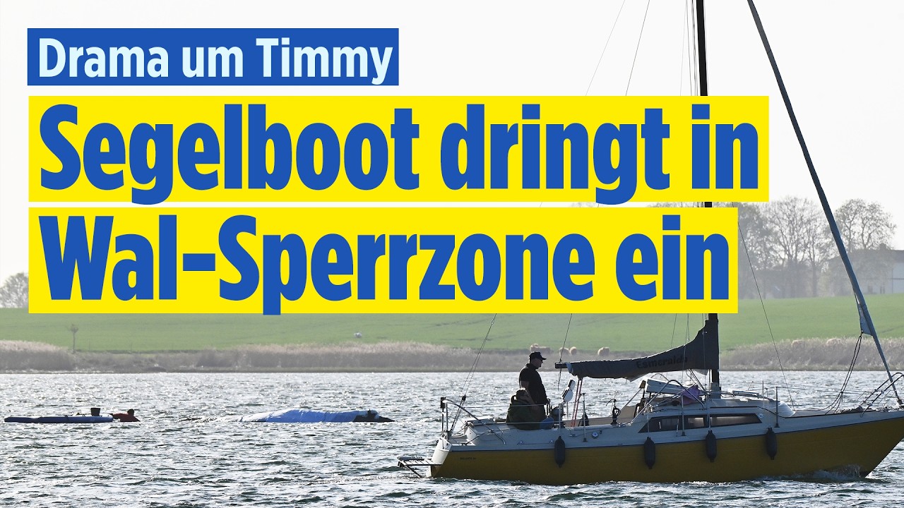 DURCH DEN SPERRBEREICH: Segelboot fährt an Buckelwal Timmy vorbei
