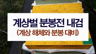 계상군 분봉을 대비해 내검을 합니다. 계상 해체 및 분봉