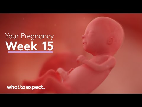 15 Weeks Pregnant - What to Expect