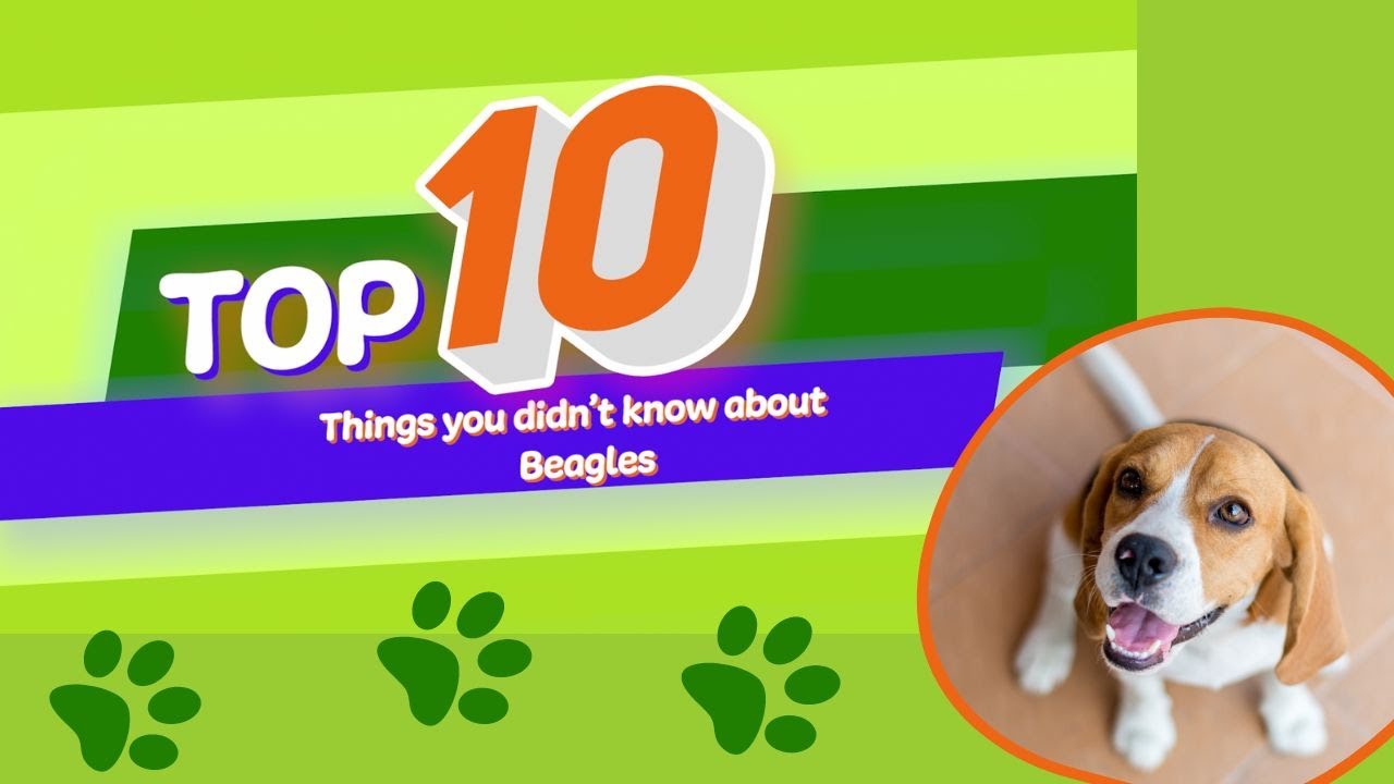 10 things you didn't know about Beagles