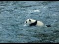 Панда плавает 