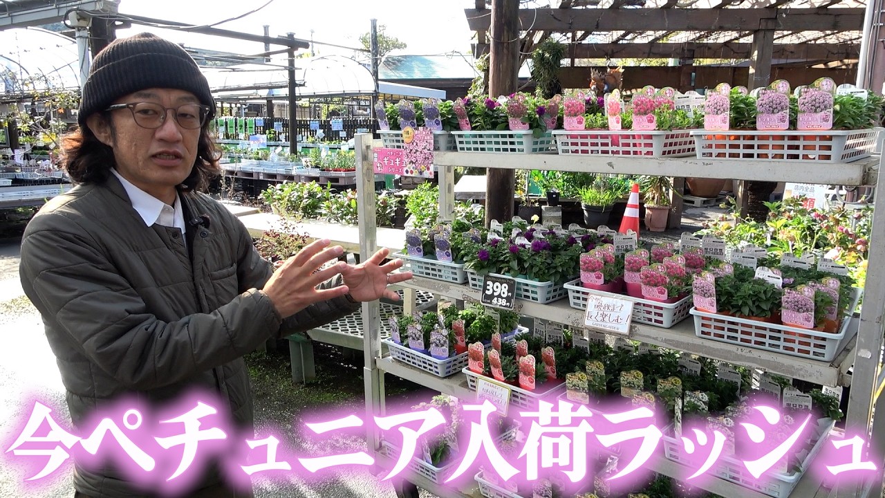 【入荷情報】品種が多すぎて奥深すぎるペチュニア【カーメン君】【園芸】【ガーデニング】