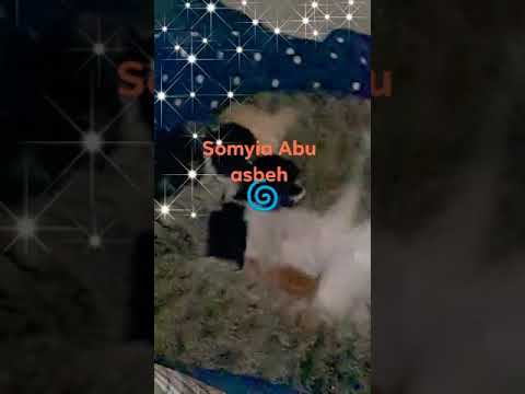 Shan cats do massage to Laura cat