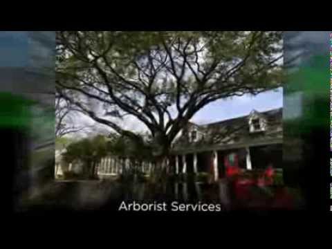 download lagu mp3 mp4 Certified Arborist Austin, download lagu Certified Arborist Austin gratis, unduh video klip Certified Arborist Austin